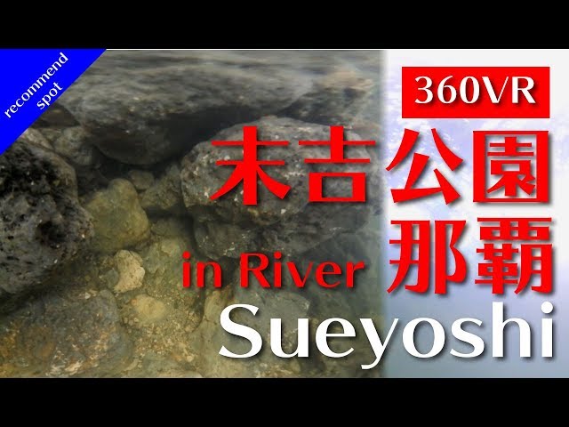 【360°VR travel】川の魚観察 - 末吉公園 - River - SUEYOSHI PARK