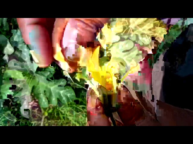 Hand Pollination Pumpkin