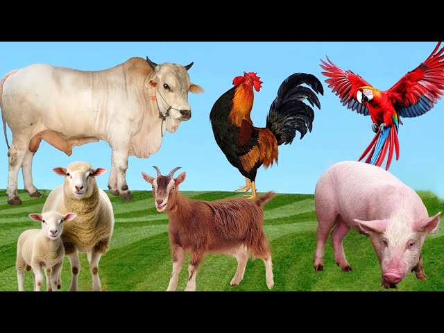 Cute Little Farm Animal Sounds: Cow, Chicken, Parrot, Sheep, Pig, Goat - Animal Videos