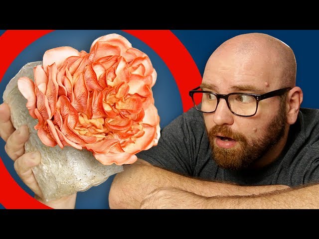 This MUSHROOM Tastes like BACON!