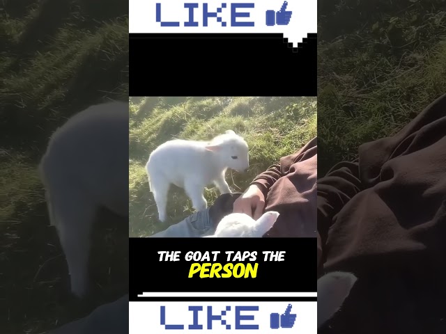 Goat Wants More Pets! 🐐💛