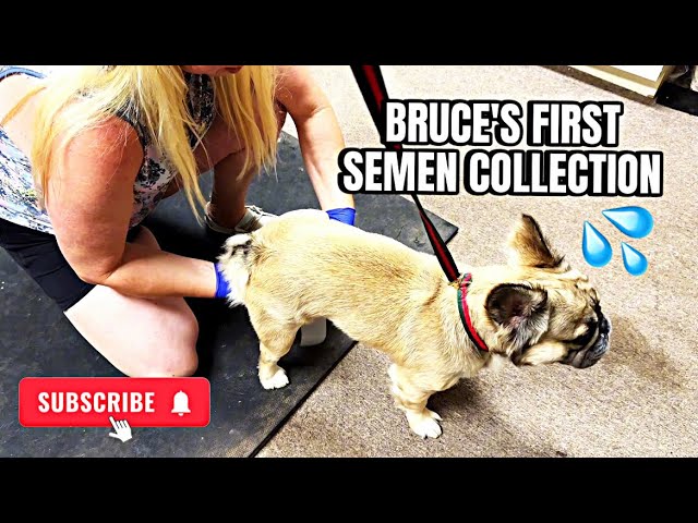 Semen Collection French Bulldog 💦