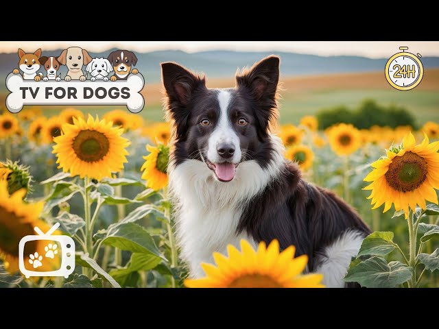 DOG TV: The Best Anti-Anxiety Video for Home Alone Dogs - Relaxing Music Entertainment for Dogs