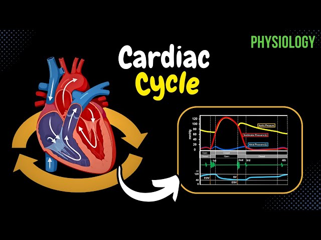 Cardiac Cycle (Pressure-Graph Visually Explained) | Heart Physiology