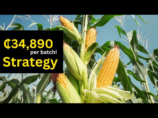 Commercial Maize Farming in Ghana for Beginners 2024