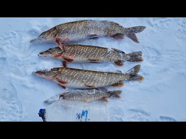 Catch pike/Ловля щуки #pike #fishing #Catchpike #largepike #fisherman #winterfishing #щука #жерлицы