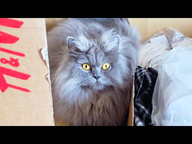 H&M - BRITISH LONGHAIR CAT LUNA #SHORTS