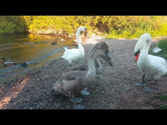 🇮🇪🦢 MUTE SWAN FAMILY🦢CYGNETS😍MALLARD DUCKS🦆LOUGH NEAGH IRELAND🇮🇪LIKE👍🙏subscribe🙏FULL video IN site🙏😇