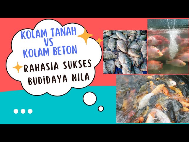 RAHASIA SUKSES TERNAK NILA. KOLAM TANAH VS KOLAM BETON. Kamu pilih mana?