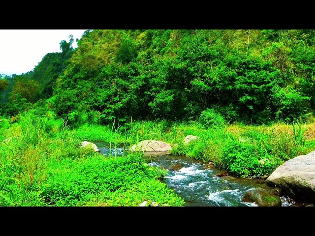 Mountain River Stream Tropical Forest Relaxation Sounds For Sleep For Meditation and Stress Reliever