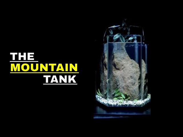 How To Setup A Cherry Shrimp Tank