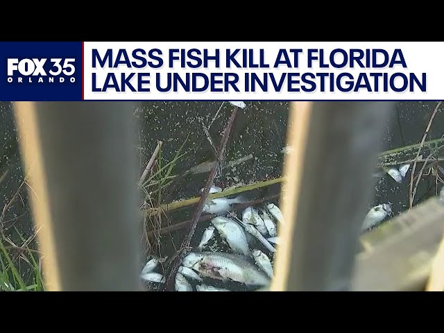 Mass fish kill at Florida lake under investigation