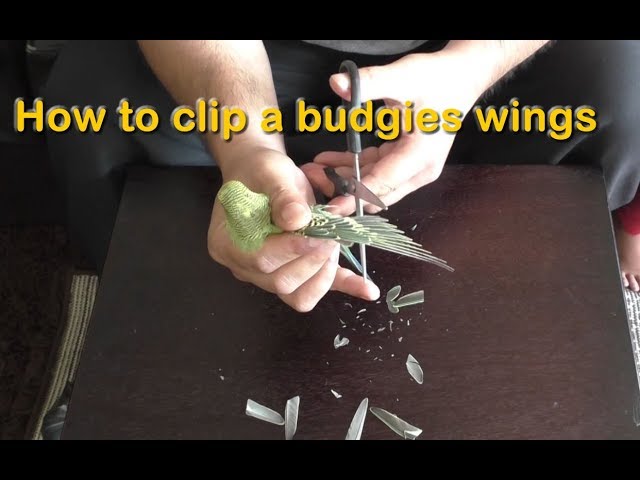 How to Clip a Budgies / Parakeets Wings, Cut / Trim Bird's Flight Feathers