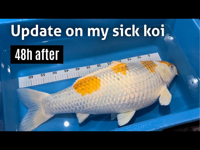 MY BIG KOI IS LOOKING MUCH BETTER WHAT WAS THE PROBLEM?