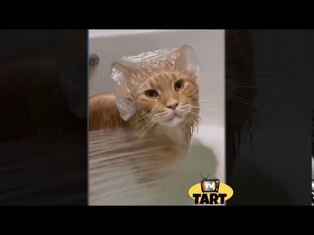 Cute Pets, Funny Animals, Laughter Theraphy, Cuteness Overload, Funny Moments Compilation 1