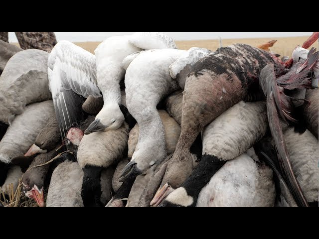 Hired to Hunt Season 4 #8:  That's How We Roll!  Duck and Goose Hunting.  Limit Hunts in Alberta