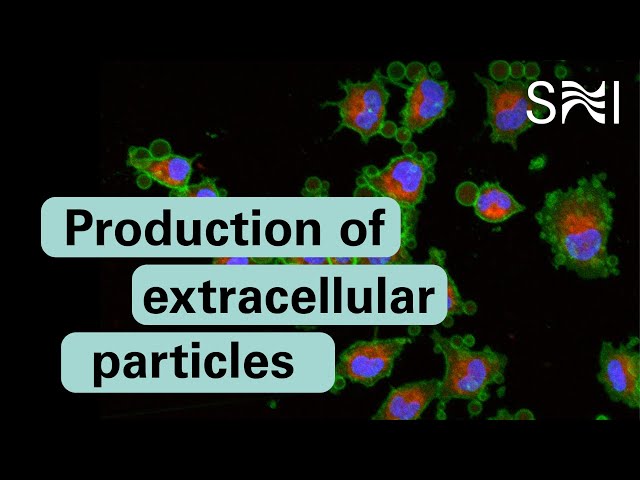 New method for the production of extracellular vesicles