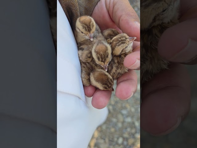 Cute Baby Chicks | #Partridge #Partridges #Chicks