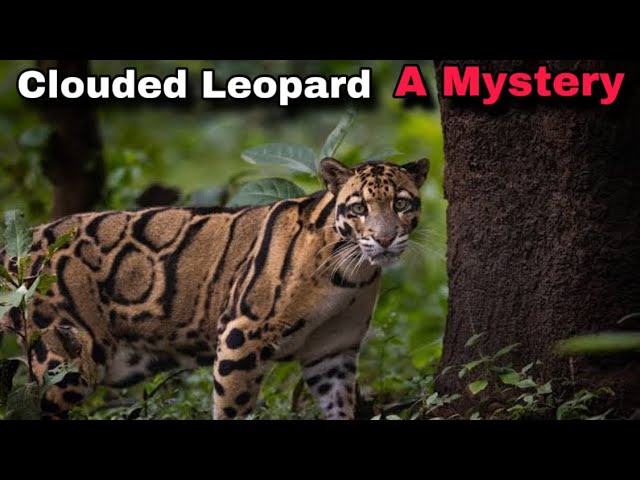 Everything You Need to Know About Clouded Leopards | Rare and Beautiful