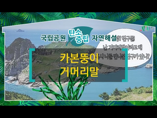 [한려해상국립공원] 카본뚱이 거머리말