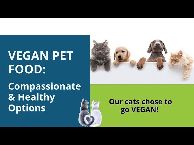 Our Cats Chose to go VEGAN! Compassionate & Healthy Vegan Pet Info