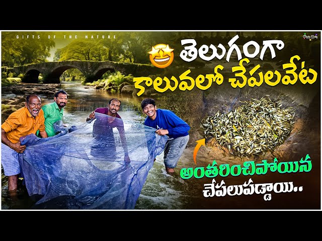 తెలుగుగంగా కాలువలో అరుదైన చేపలుపట్టాము🐟 || కొన్నివేల వులస చేపలు పడ్డాయి 🤩🤩 #smallfishhunting