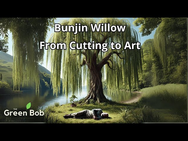 Weeping Willow Bonsai: Rooted Cutting to Bunjin Style Transformation