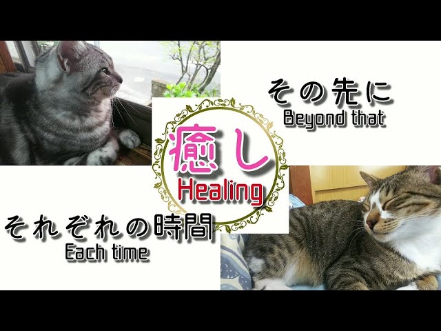 それぞれの時間その先に・・・癒し猫【アメリカンショートヘアと保護猫】Healing cat. Time the cat spends#145