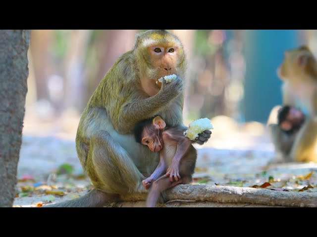 Cute baby monkey is live Day 042 | EP 05 ​|