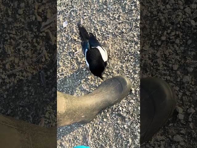 Meeting a magpie !