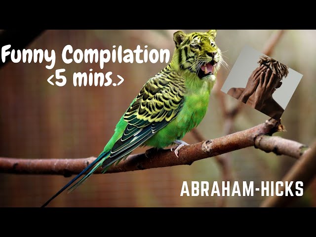 FUNNY Abraham-Hicks  💖5 MINS.  COMPILATION💖