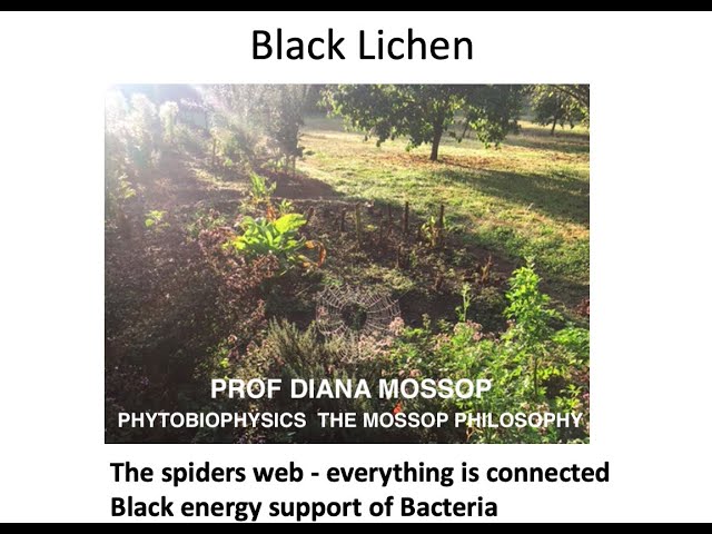 Phytobiophysics EDS 3 Part 2: Black Lichen