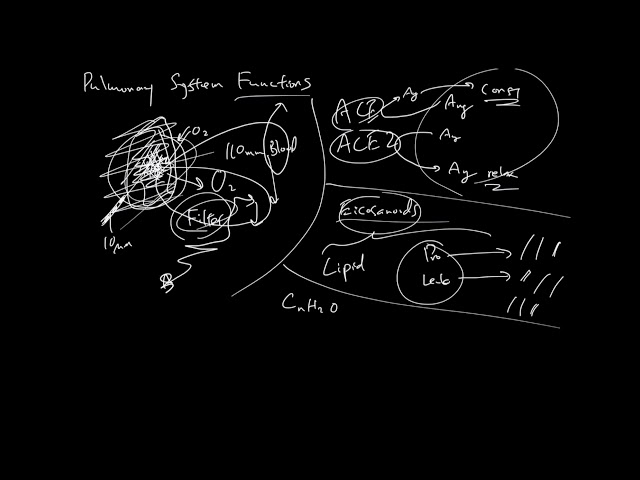 Pulmonary System Functions