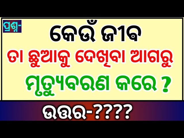 Odia Dhaga Dhamali | Clever Question and Answer |  Tricky Question | Odia Dhaga Katha | Odisha