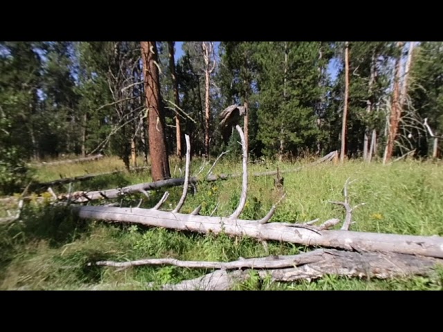 Great Grey Owl hunt VR