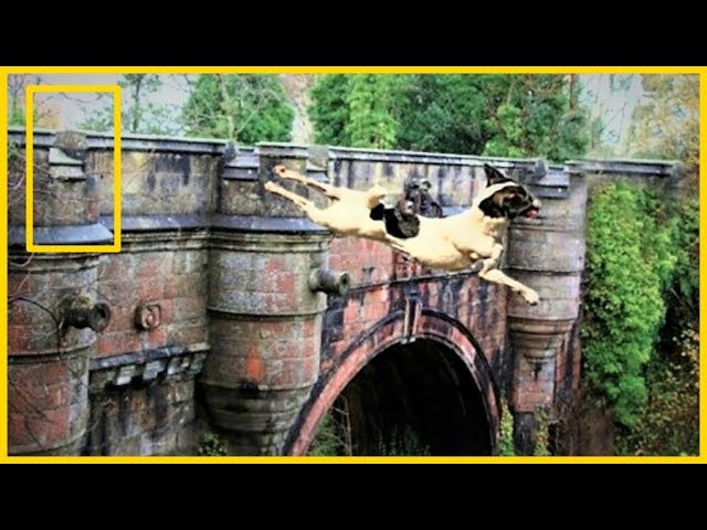 Overtoun Bridge, el puente de los Perros suicidas