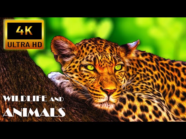 African Wildlife Animals 4K VIDEO ULTRA HD HDR 60FPS - Wildlife Animals Documentary,  | 4K Animals