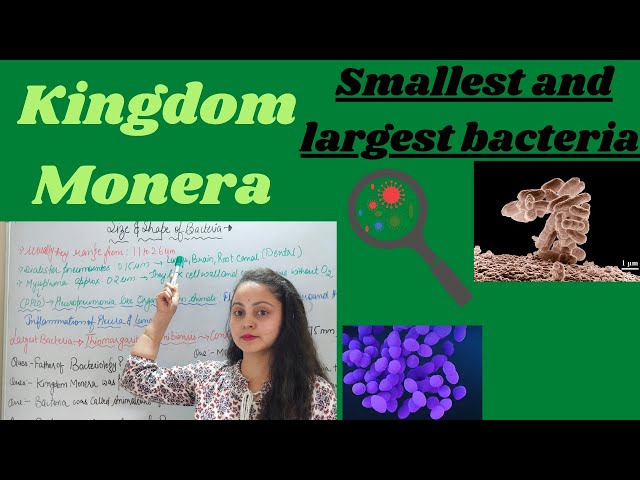 Size of bacteria . Largest and smallest.