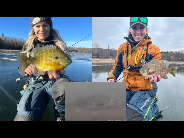 Early Ice Panfish | Underwater Footage