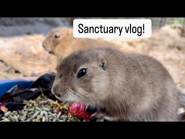 Sanctuary vlog!