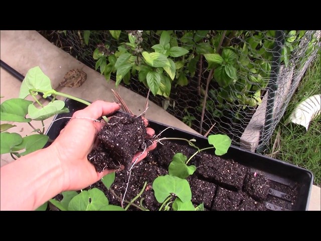 How to start bean plants from seeds