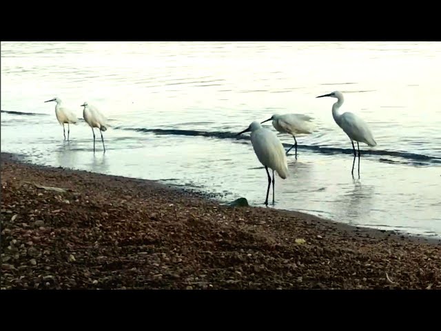 Egrets,Kingfisher Flights & Soothing Wave Sounds|Lakeside Birding|Birds Sounds|Nature|Wildlife#viral