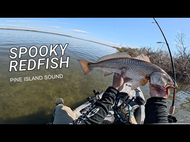 SIGHT fishing for Spooky Redfish! (Pine Island FL)