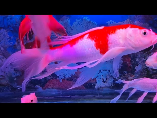 The Relaxing Atmosphere of the Aquatic World: Calm Fish Movements and Soft Water Sounds