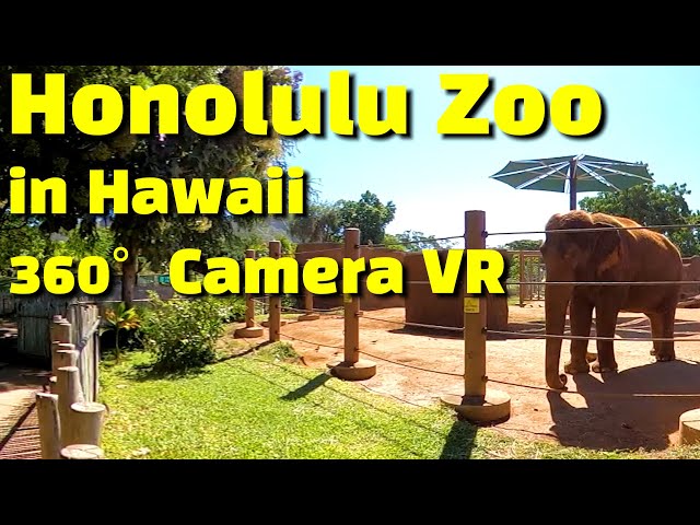 [4K] Honolulu Zoo in Hawaii 360 VR / 랜선여행