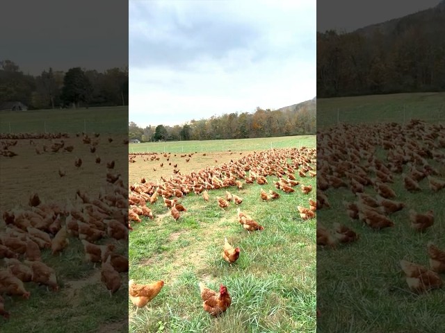 5,000 Chickens on Pasture