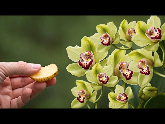 DIY fertilizer for orchids! The roots grow like crazy and the flowers bloom all year round