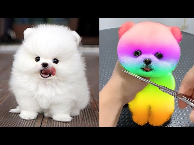 Cute Pomeranian Puppies Doing Funny Things #10 | Cute and Funny Dogs