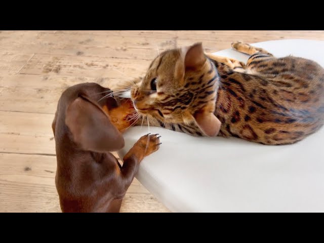 Family Diary- Mini Dachshund puppy & Bengal cat playing with each other.