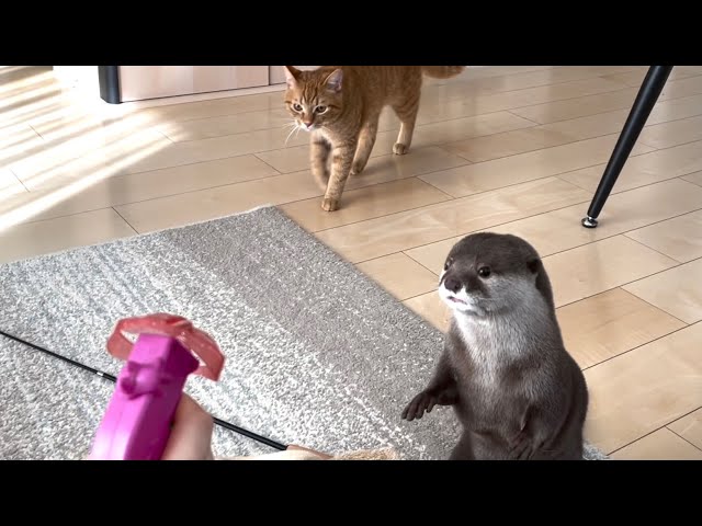 Otter and cat chasing flying toys